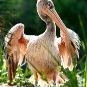 Pink-backed Pelican